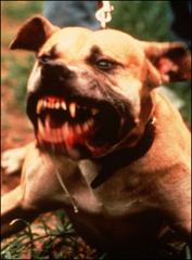 californian woman killed by dogs