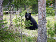 Bear Sighting Near Pine Lake Middle School